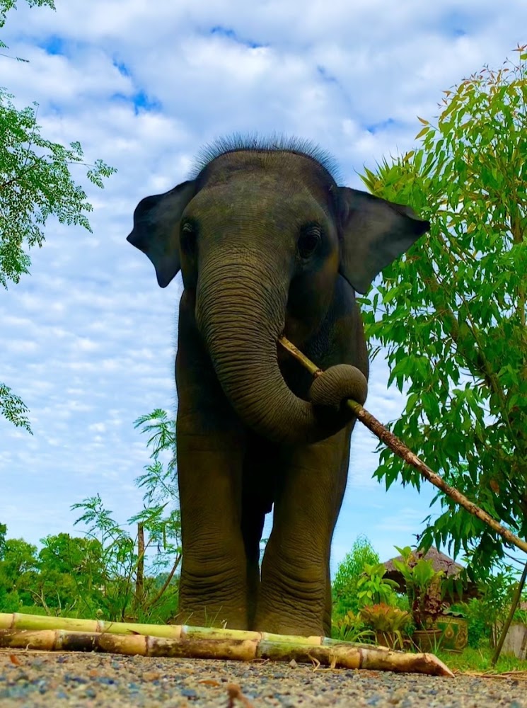 Tong the elephant